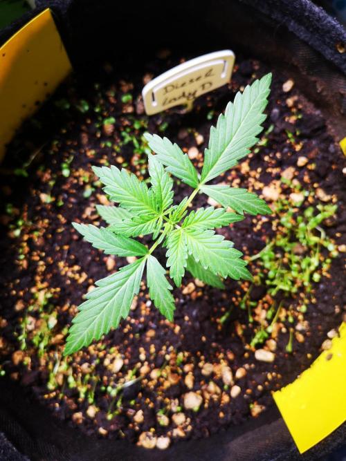 Outdoor 2025. Week 2