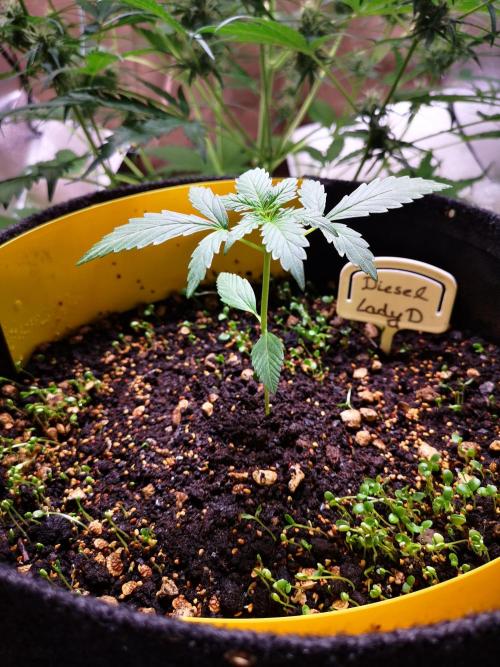 Outdoor 2025. Week 3