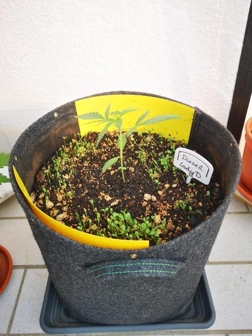 Outdoor 2025. Week 3