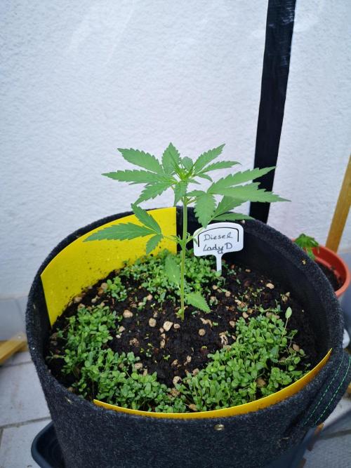 Outdoor 2025. Week 3