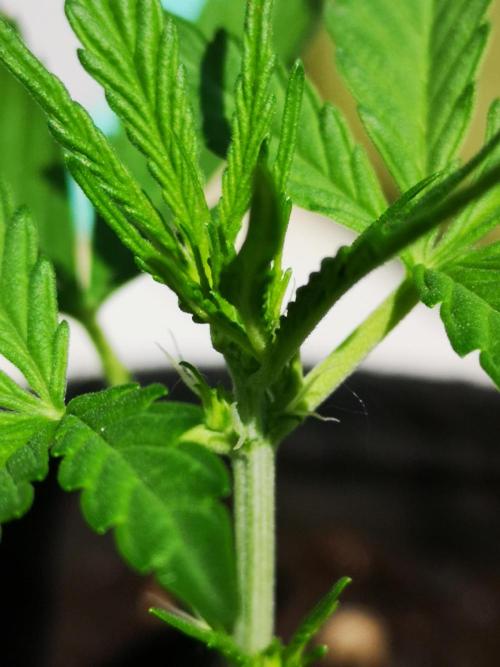 Outdoor 2025. Week 4