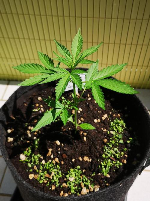 Outdoor 2025. Week 4