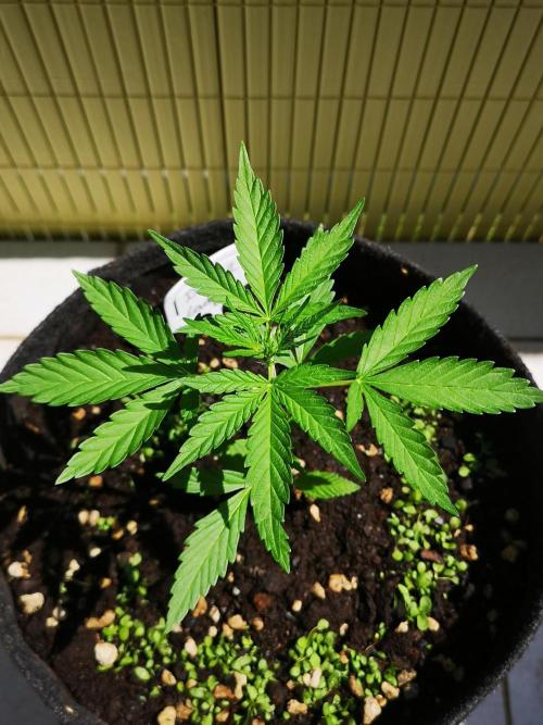 Outdoor 2025. Week 4