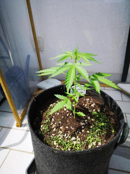 Outdoor 2025. Week 4