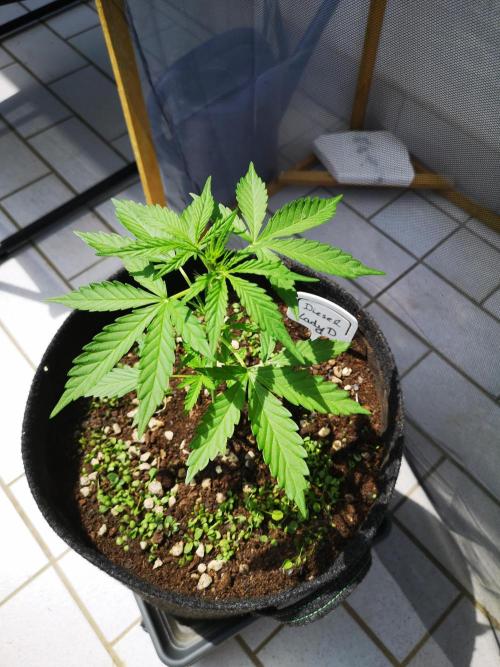 Outdoor 2025. Week 4