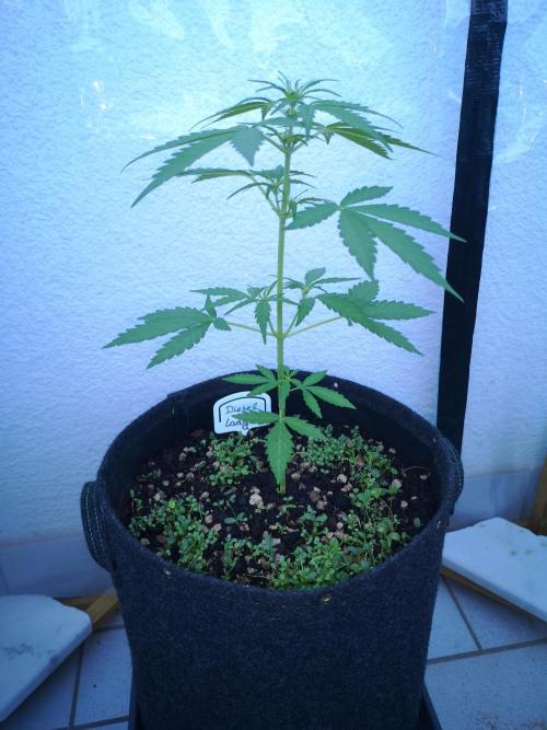 Outdoor 2025. Week 4