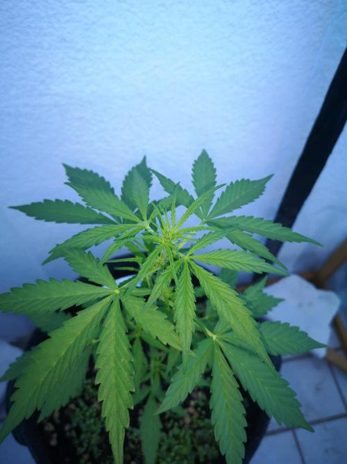 Outdoor 2025. Week 4