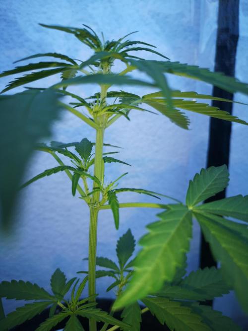 Outdoor 2025. Week 4