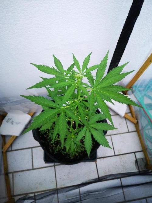 Outdoor 2025. Week 5