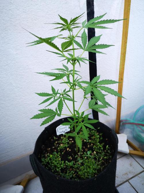 Outdoor 2025. Week 5