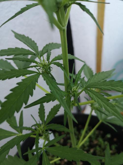 Outdoor 2025. Week 5