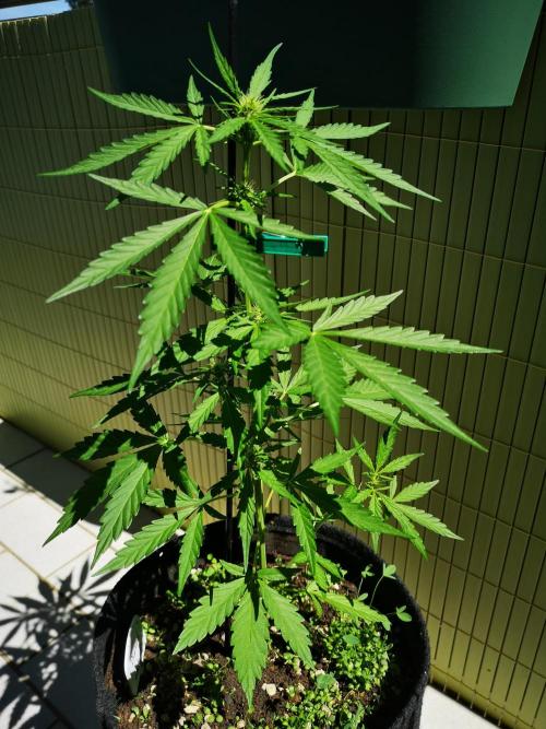 Outdoor 2025. Week 5