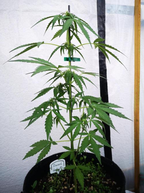 Outdoor 2025. Week 5