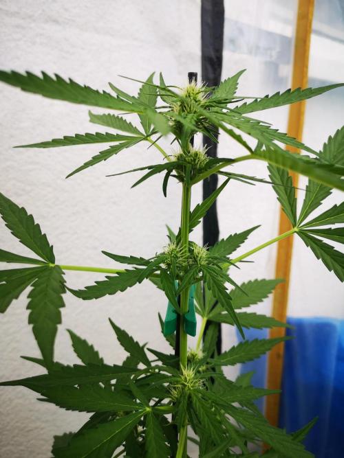 Outdoor 2025. Week 5