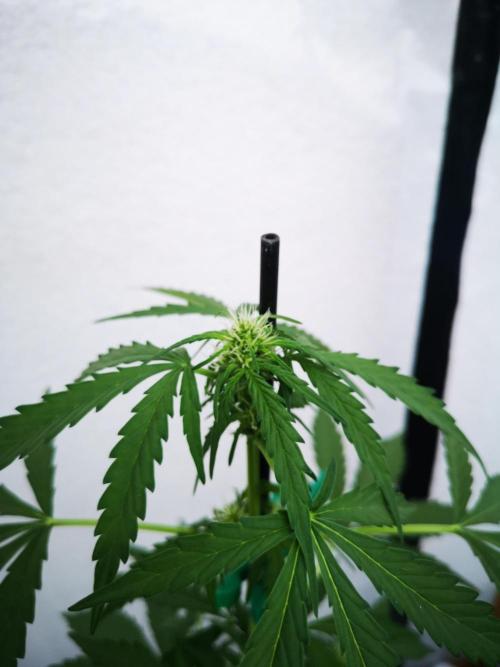 Outdoor 2025. Week 6