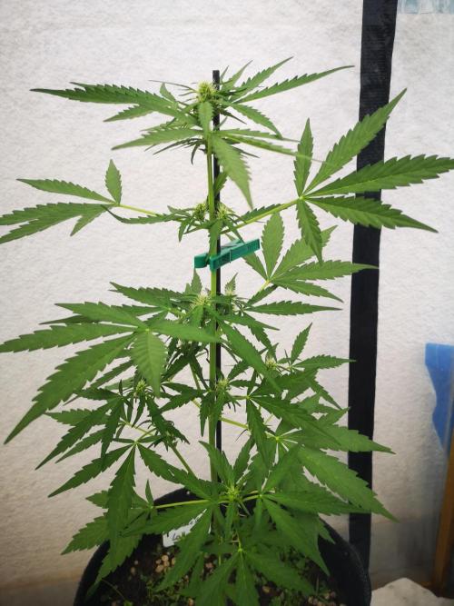 Outdoor 2025. Week 6