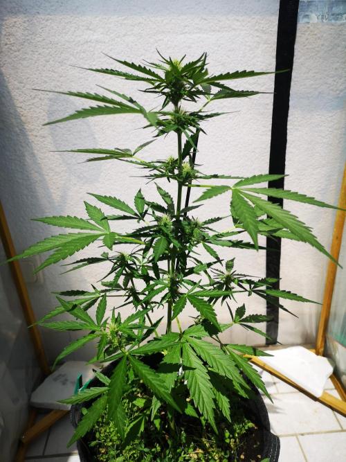 Outdoor 2025. Week 6