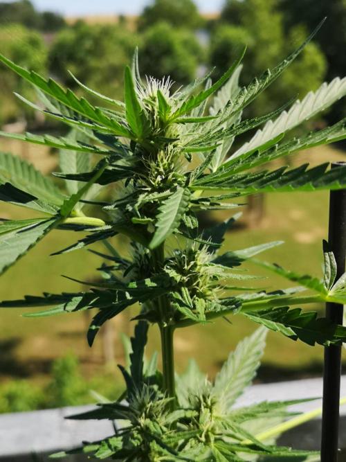 Outdoor 2025. Week 6