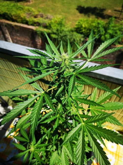 Outdoor 2025. Week 6