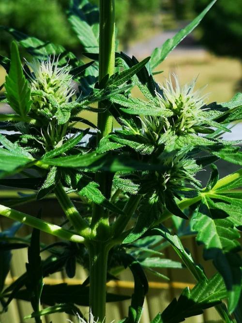 Outdoor 2025. Week 6