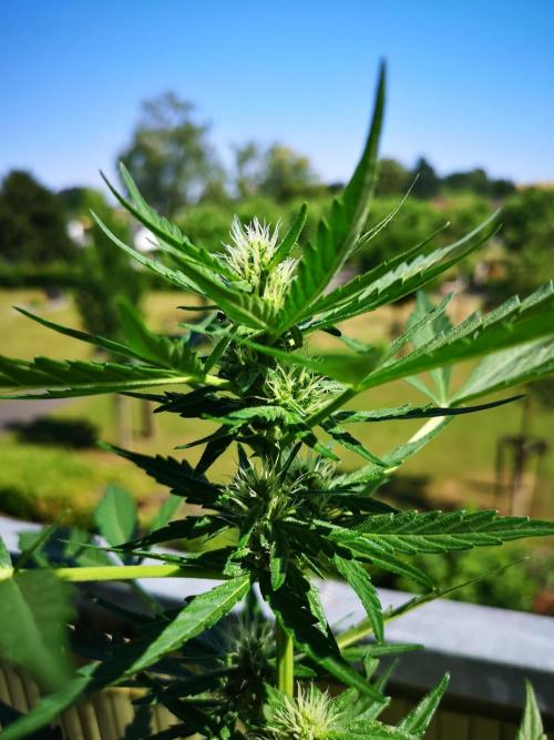 Outdoor 2025. Week 6