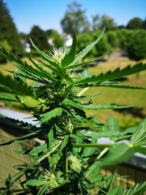 Outdoor 2025. Week 7