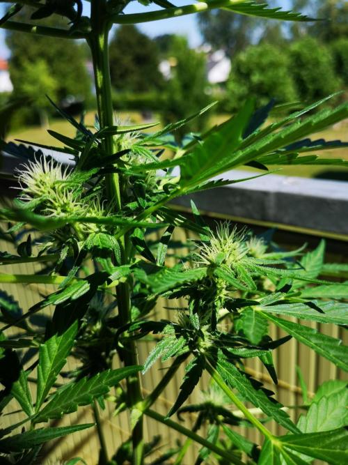 Outdoor 2025. Week 7