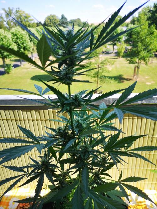 Outdoor 2025. Week 7