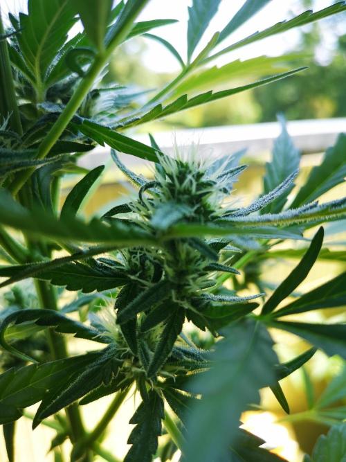 Outdoor 2025. Week 7