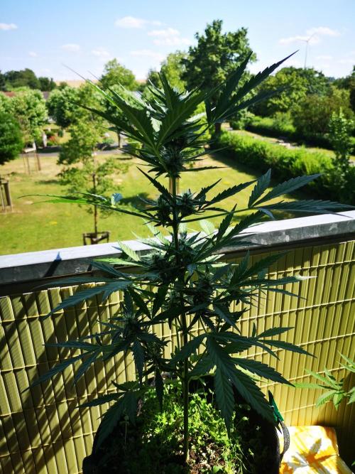 Outdoor 2025. Week 7