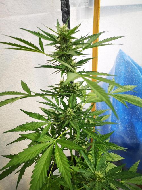 Outdoor 2025. Week 7