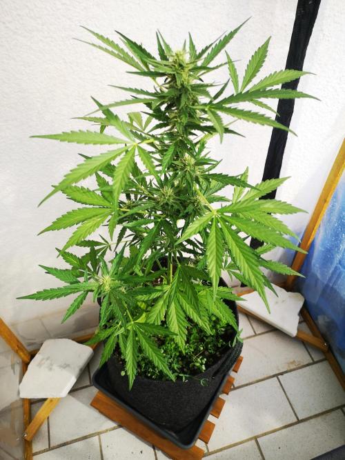 Outdoor 2025. Week 7