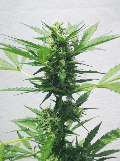 Outdoor 2025. Week 8