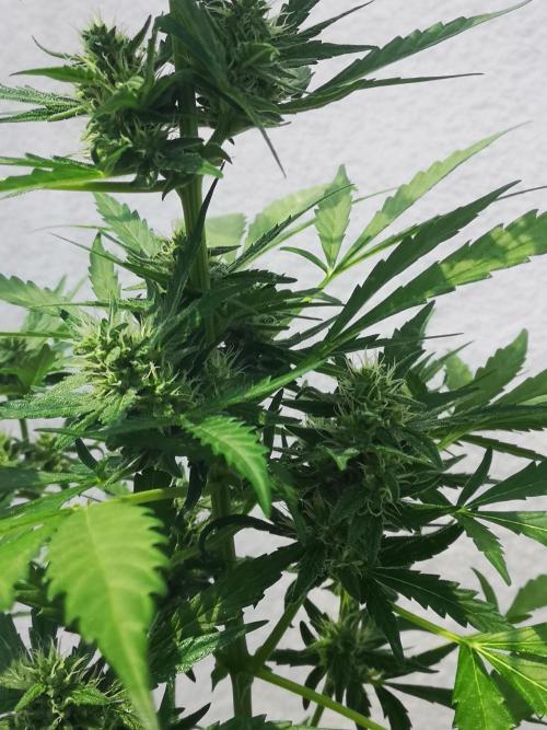 Outdoor 2025. Week 8