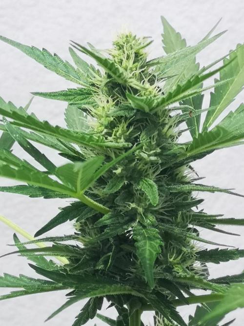 Outdoor 2025. Week 8