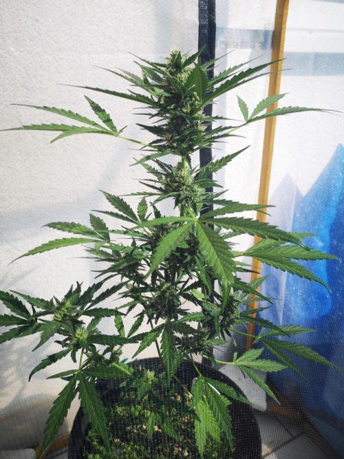 Outdoor 2025. Week 8