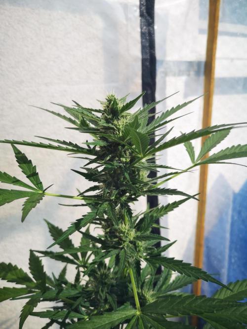 Outdoor 2025. Week 8