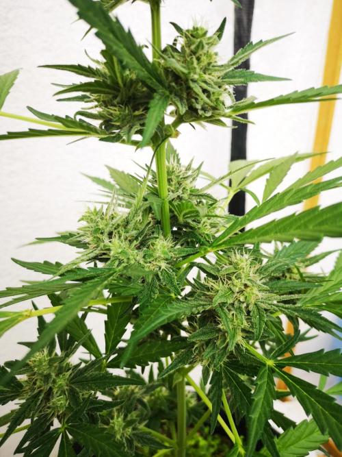 Outdoor 2025. Week 9