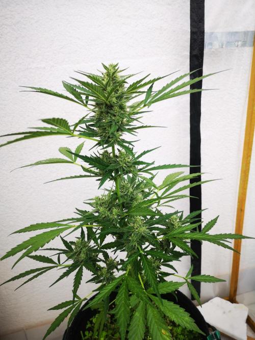 Outdoor 2025. Week 9