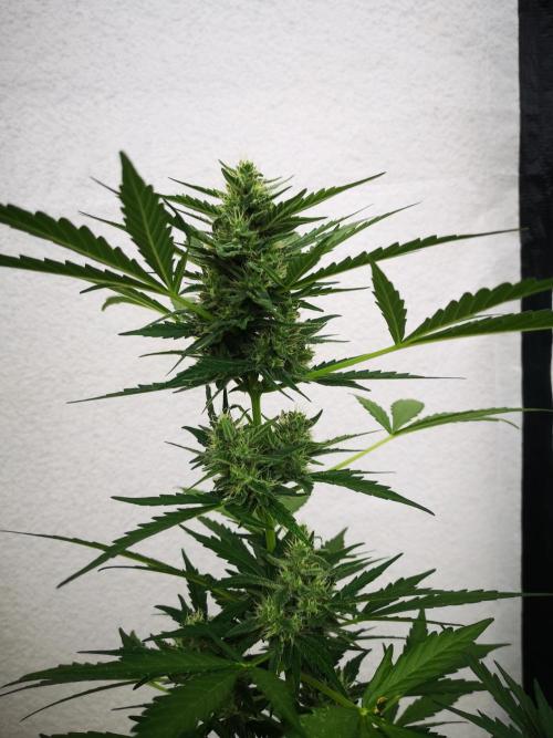 Outdoor 2025. Week 9