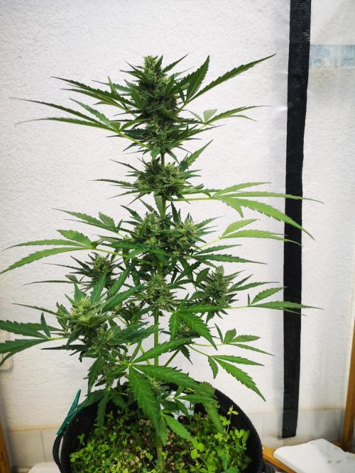 Outdoor 2025. Week 9