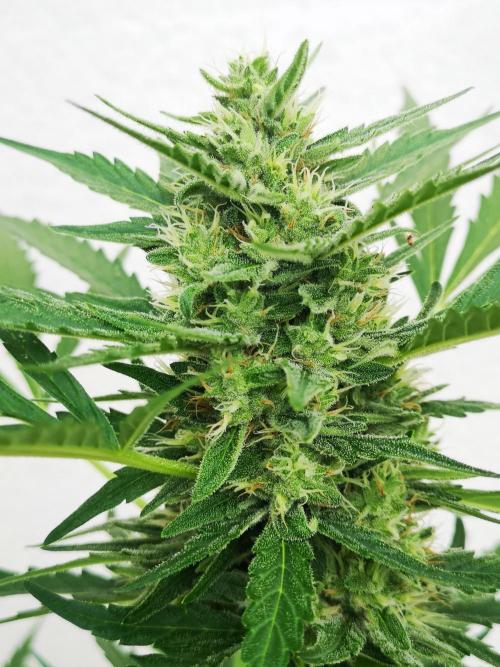 Outdoor 2025. Week 9