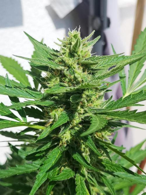 Outdoor 2025. Week 9