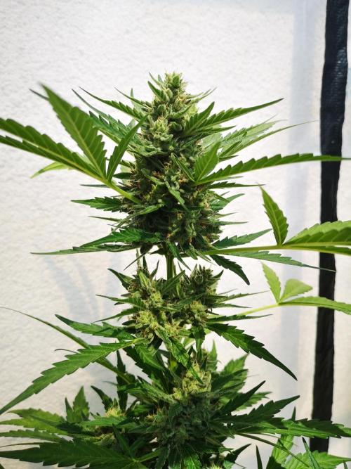 Outdoor 2025. Week 10