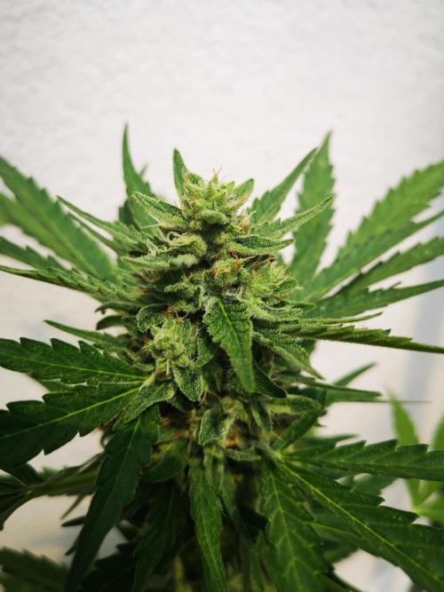 Outdoor 2025. Week 10