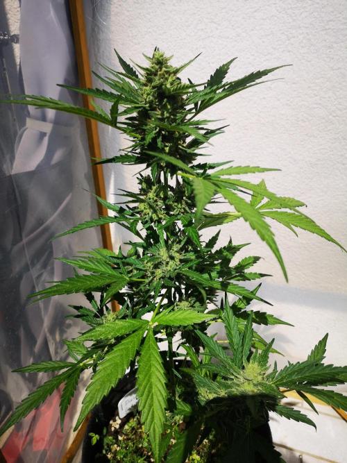 Outdoor 2025. Week 10