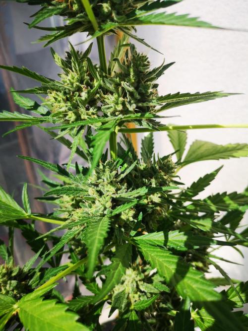 Outdoor 2025. Week 10