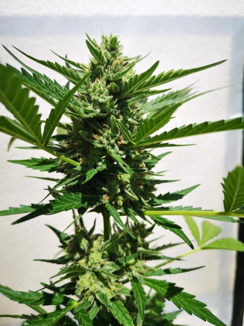 Outdoor 2025. Week 10