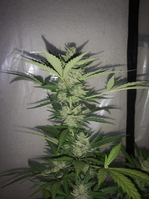 Outdoor 2025. Week 11