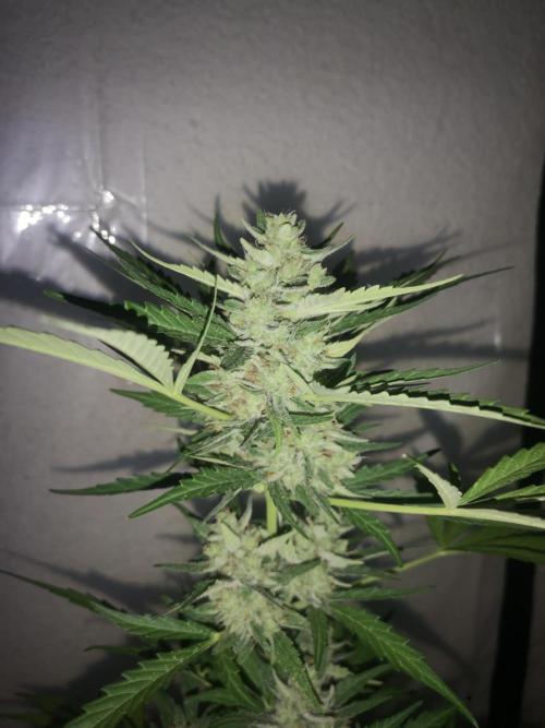 Outdoor 2025. Week 11